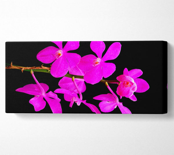 Vibrant Pink Beauties