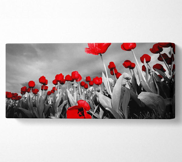 Red Tulip Skies B n W