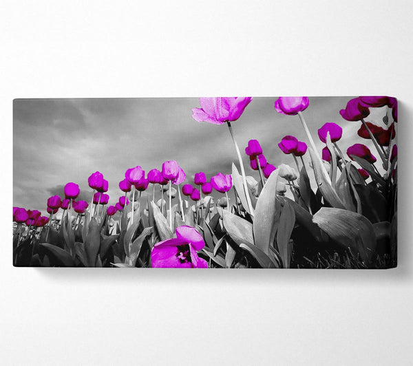 Purple Tuilp Skies B n W
