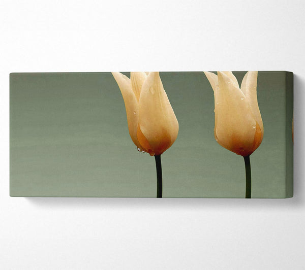 Cream Fire Tulips