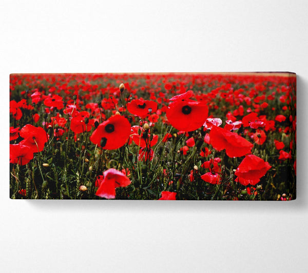 Red Poppy Field Hills