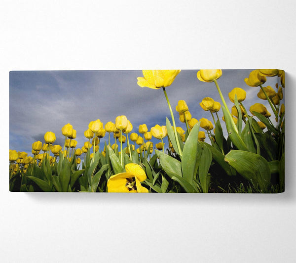 Yellow Daisy Storms