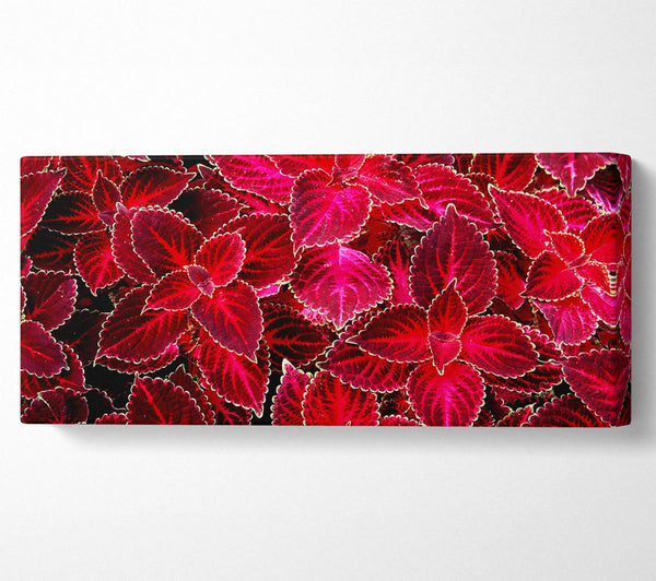 Deep Red Autumn Leaves