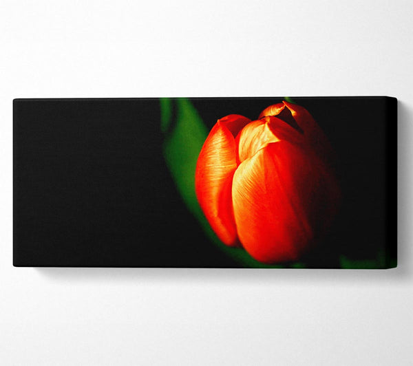 Tulip In Blazing Sun