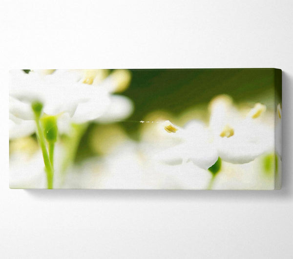 White Flower Heaven With Web