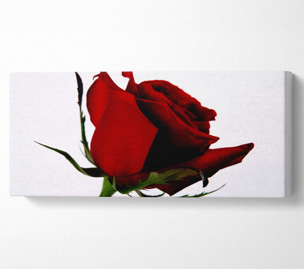 Single Red Rose