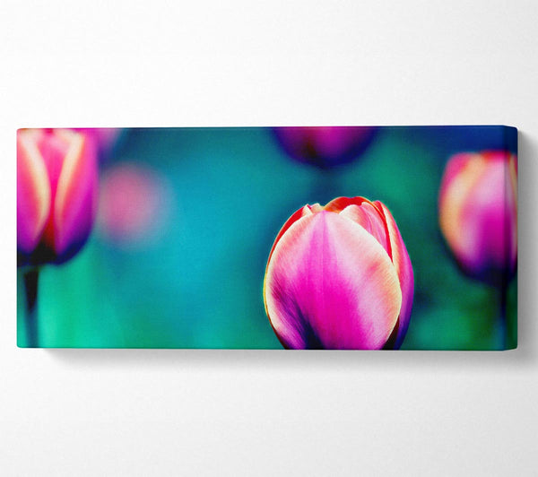 Pink Tulip Field