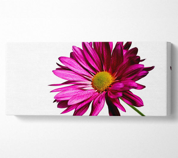 Single Cerise Daisy