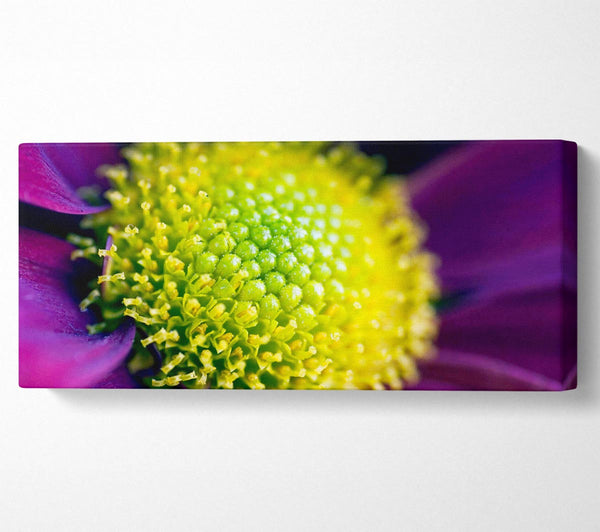 Purple Centre Of A Daisy