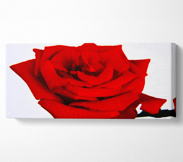 Red Rose In Bloom