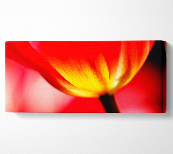 The Energy Of A Tulip