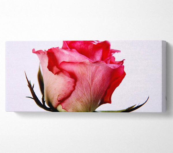 Single Pink Rose