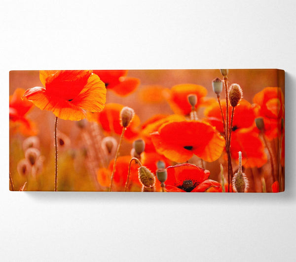 Orange Poppy Field Galour