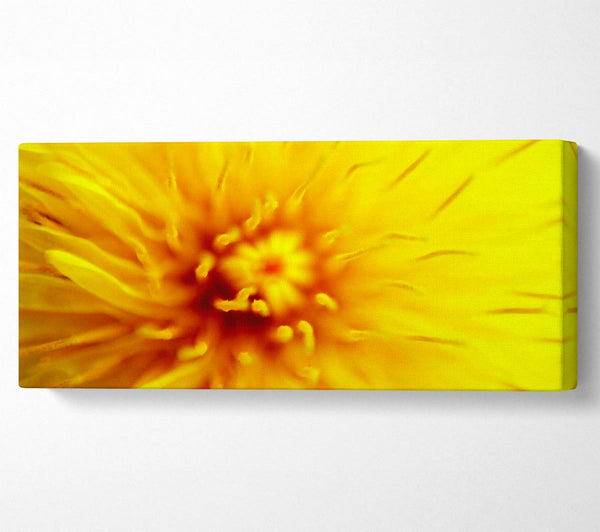 Yellow Beauty
