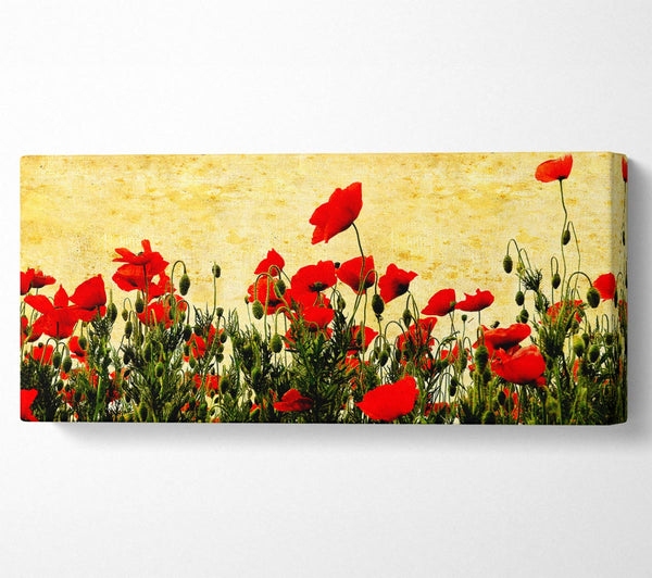 Poppy Field Golden Skys