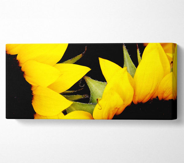 Close-Up Of A Yellow Sunflowers