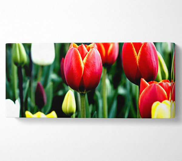 Tulips In Bloom