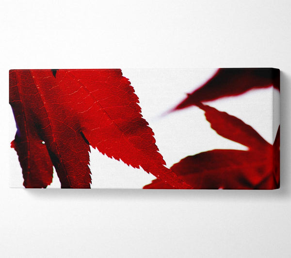 Leaves
