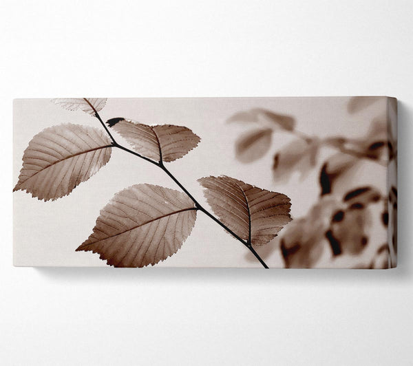Cocoa Leaves