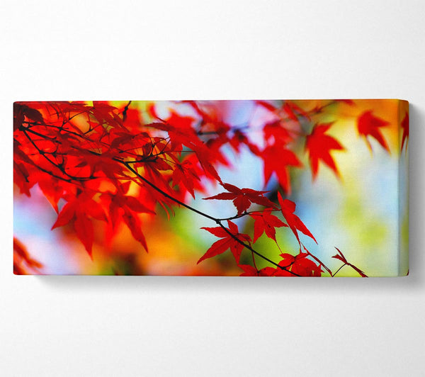 Red Leaves In The Winter Sun