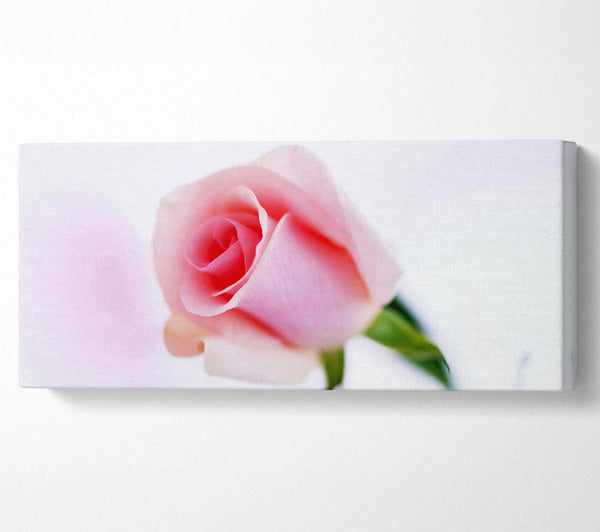 Single Pink Rose Bud