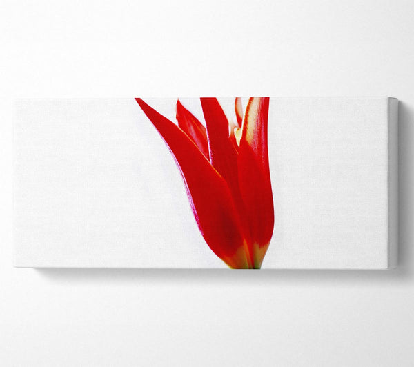 Single Fire Tulip