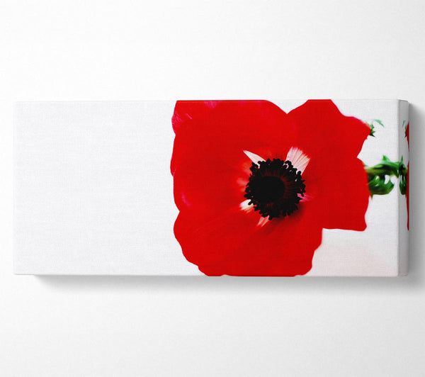 Red Poppy Centre