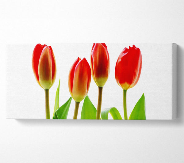 Red Tulip Quads