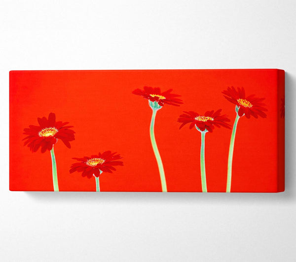 Red Daisies On Orange