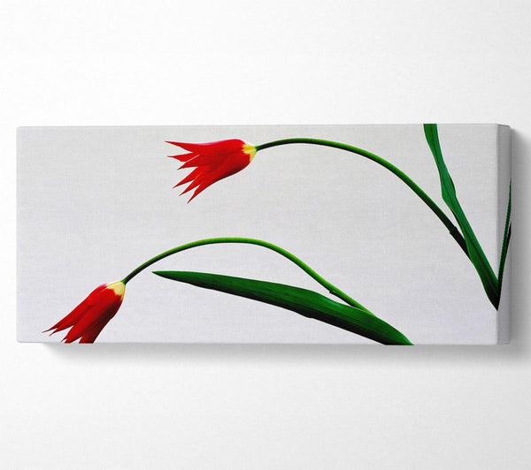 Twin Fire Tulips