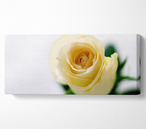 Single Cream Rose
