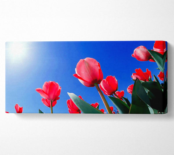 Pink Tulips In The Blazing Sun