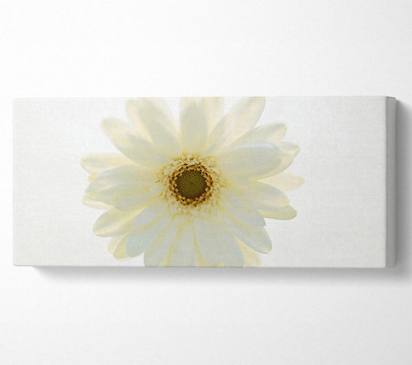 White On White Daisy Face