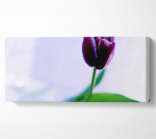 Single Purple Tulip