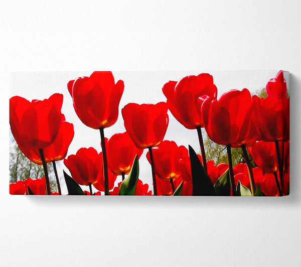 Red Tulip Skies