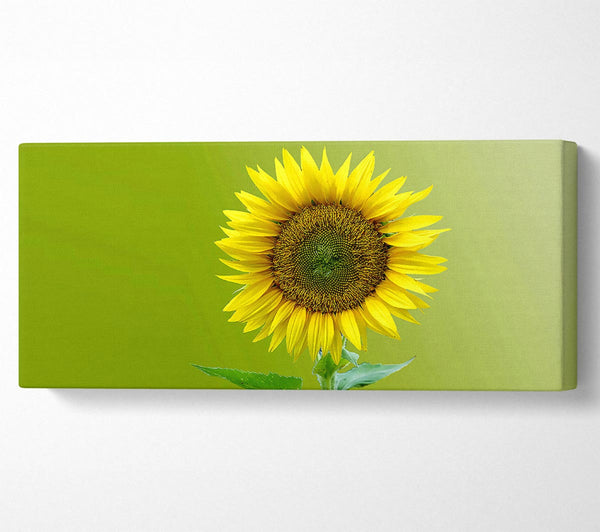 Single Sunflower