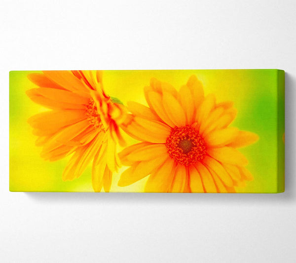 Vibrant Yellow Daisys