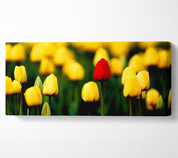 Red Tulip In A Field Of Yellows