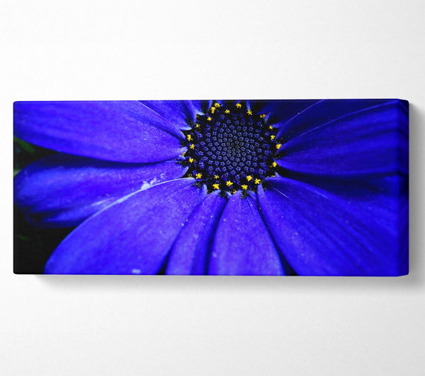 Electric Blue Petals