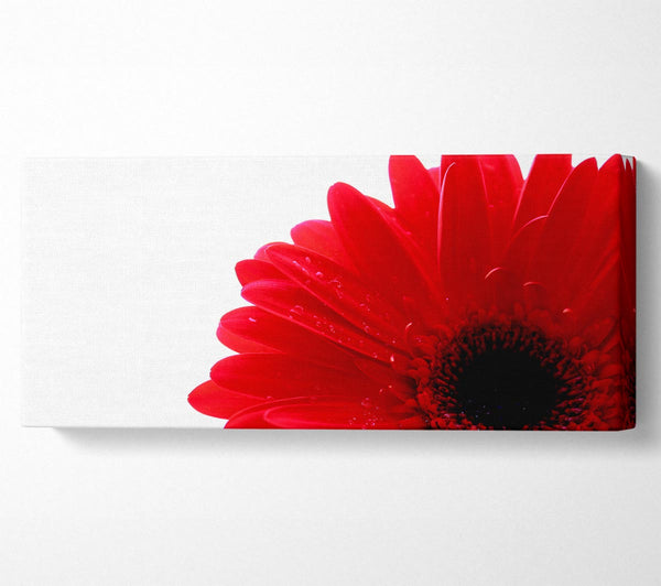 Red Gerbera Petal Centre