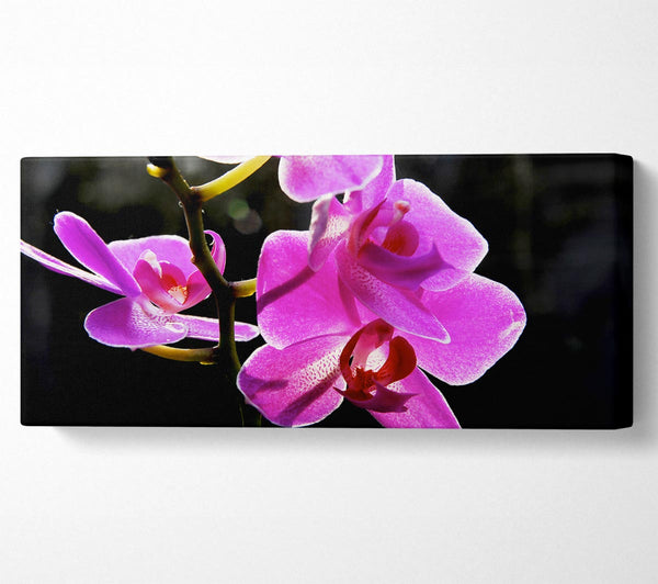 Orchid In Sunlight