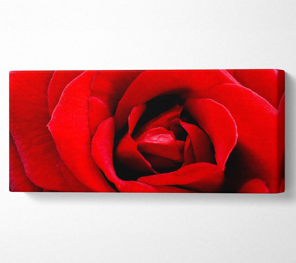 Red Rose Velvet Petals