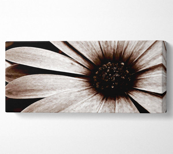 Cocoa Daisy Petals