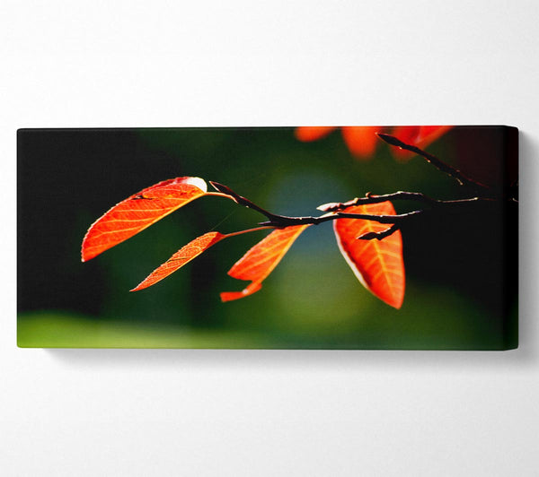 Orange Leaves In Sunlight