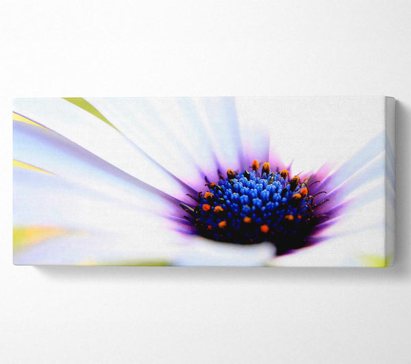 Purple Daisy Centre