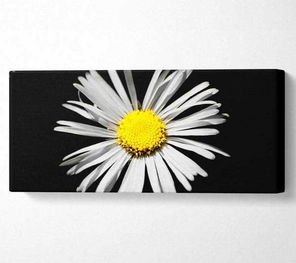 White Daisy Sunlight