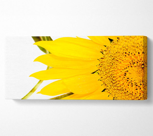 Close-Up Petal Sunflower