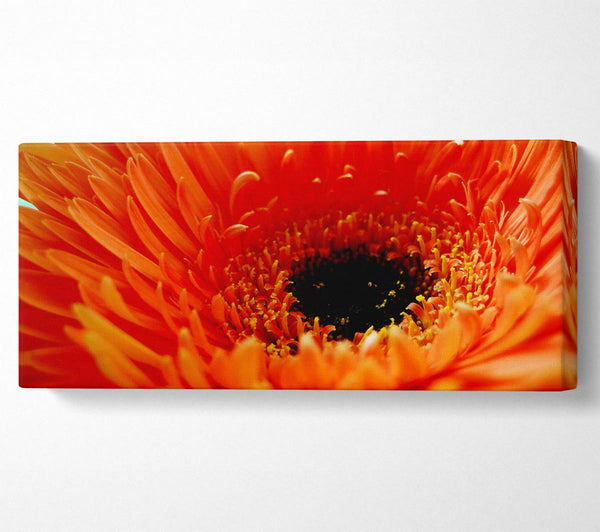 Orange Gerbera Close-Up
