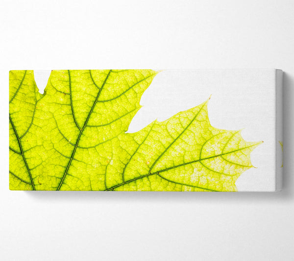 Magnificent Leaf