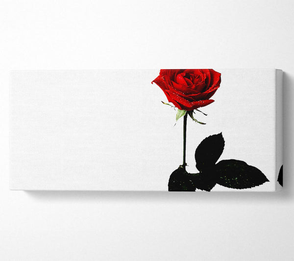 The Lovers Red Rose